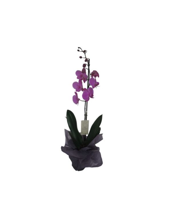 Orquidea Tallo Temporada SIN REF