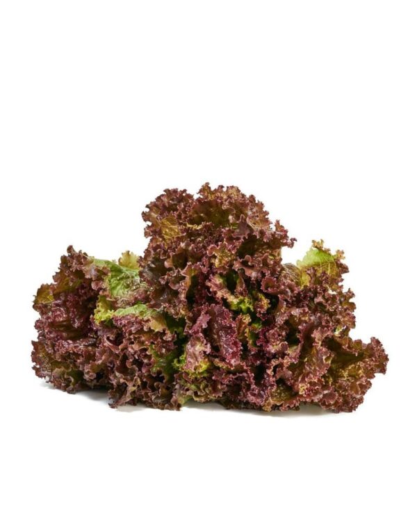 Lechuga Morada Crespa Pet 130 gr